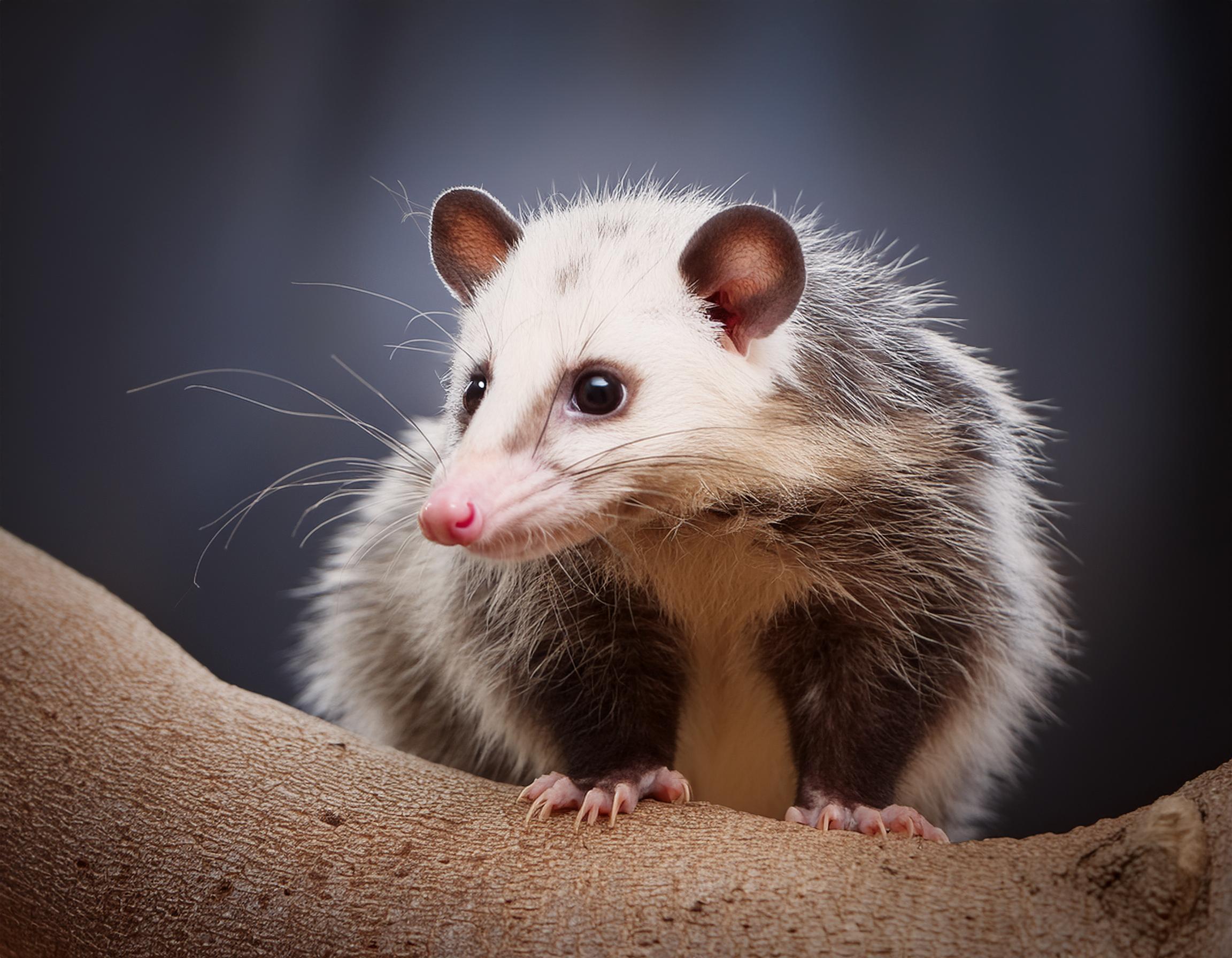 opossum