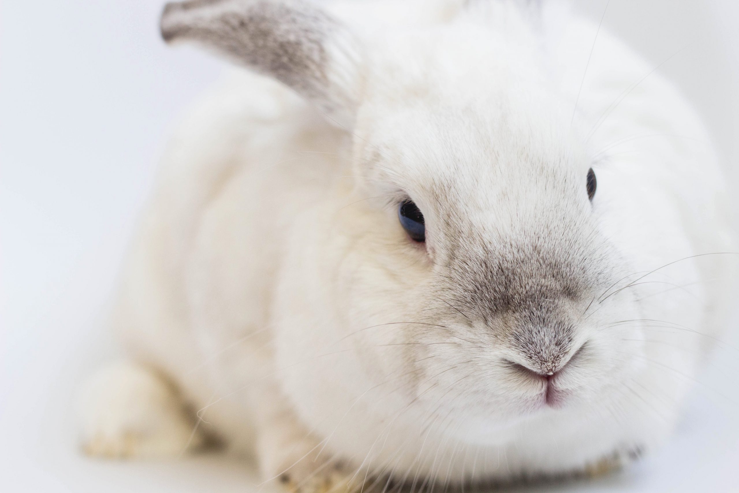 ALSA - Boutique adoption lapins sans abri