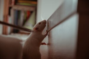 Nettoyer la cage de son rat : fréquence, conseils, trucs et astuces