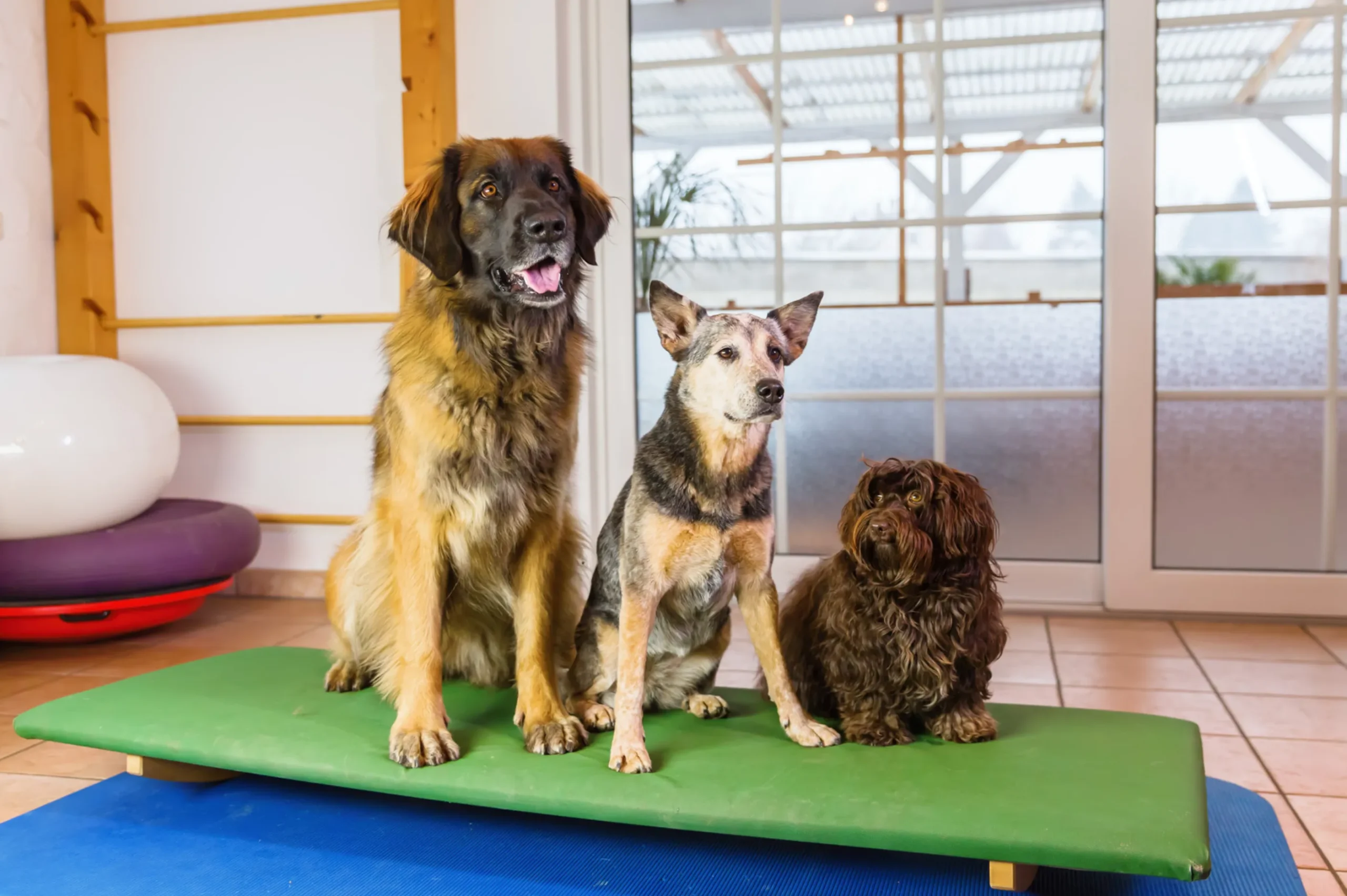 3 chiens dans une pension