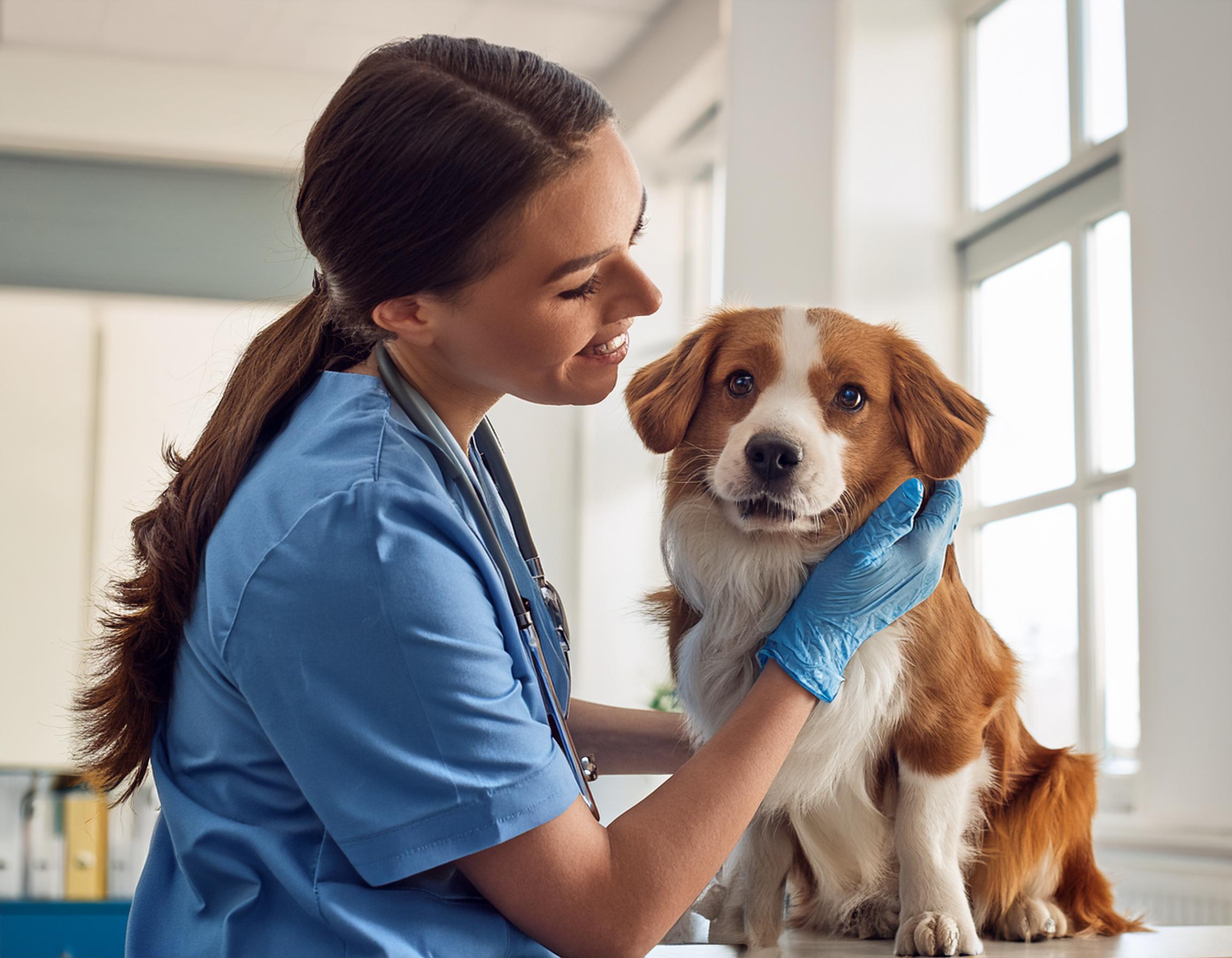 Chien chez le vétérinaire