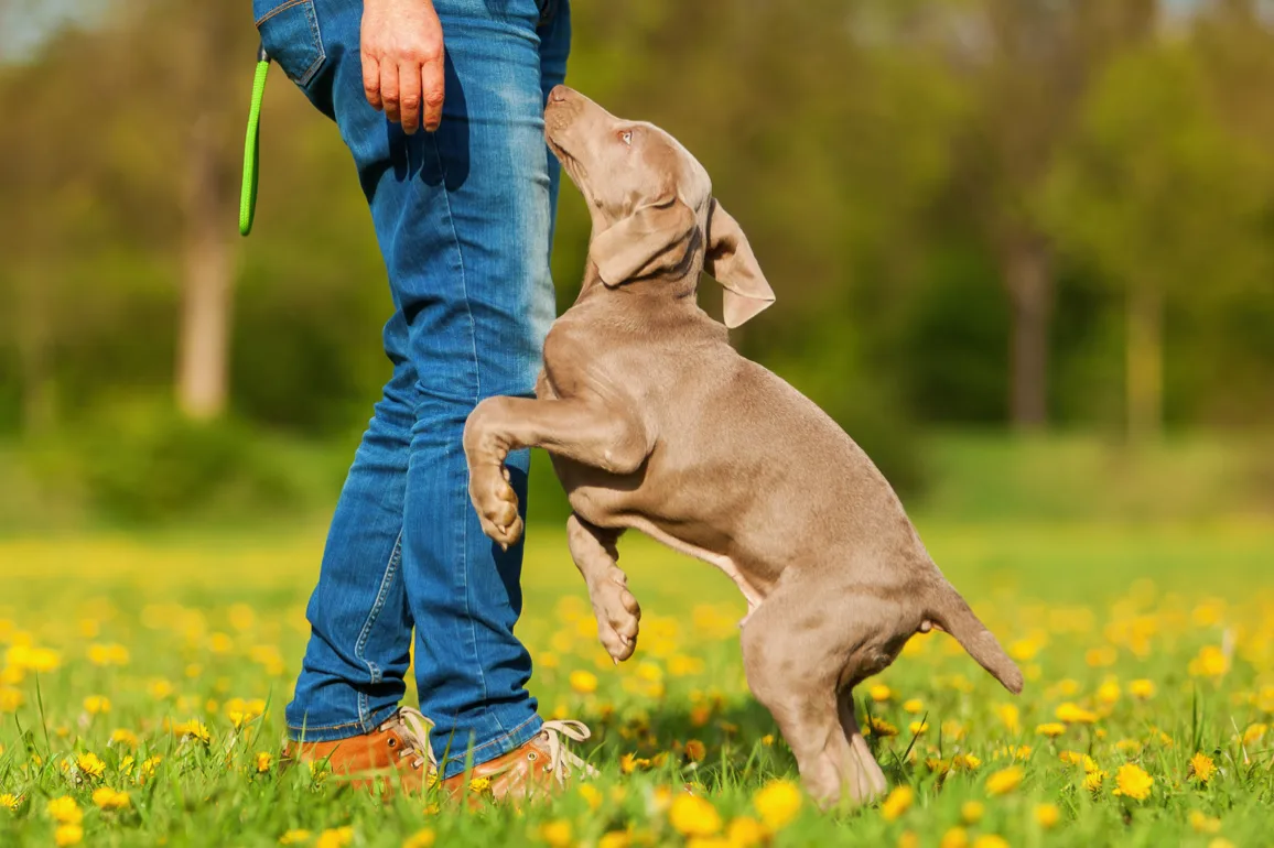 Un chien saute sur une personne