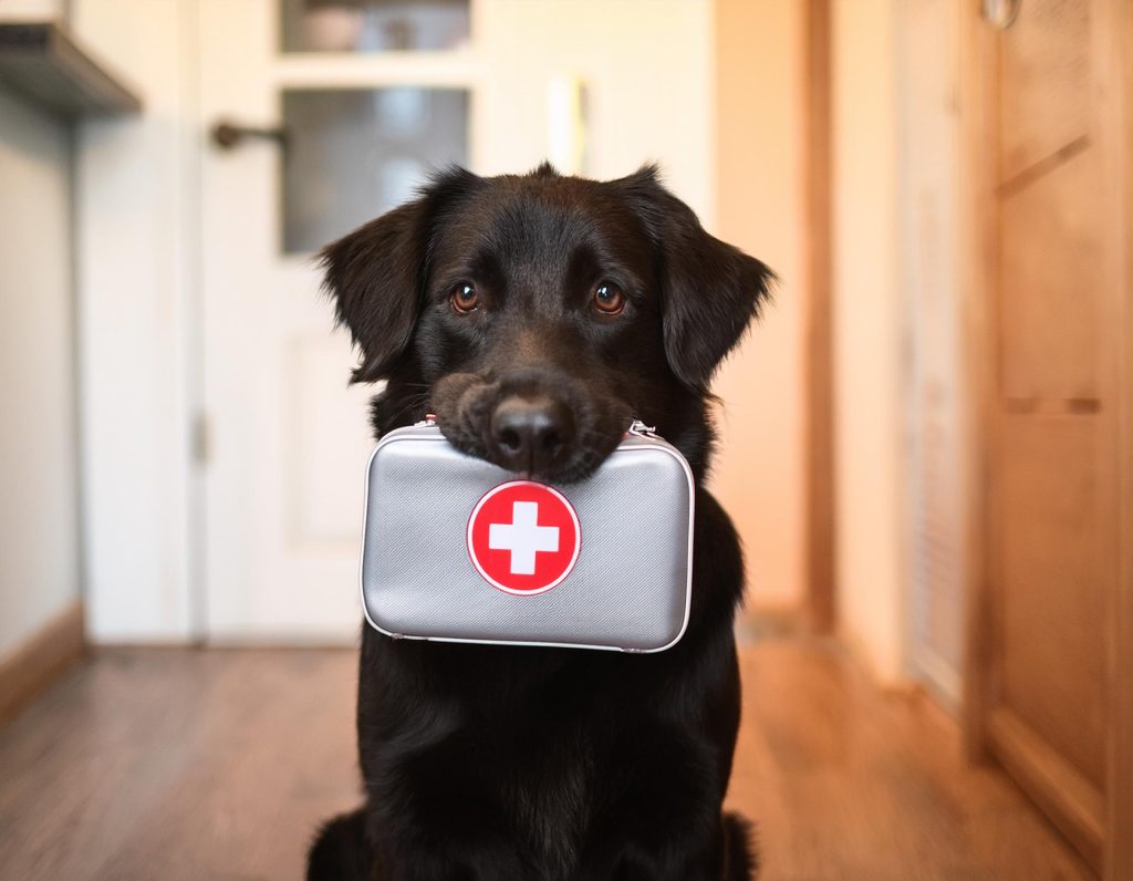 Un chien qui tient une trousse de secours dans sa gueule