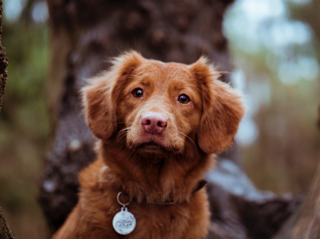 Chien avec un collier et une médaille