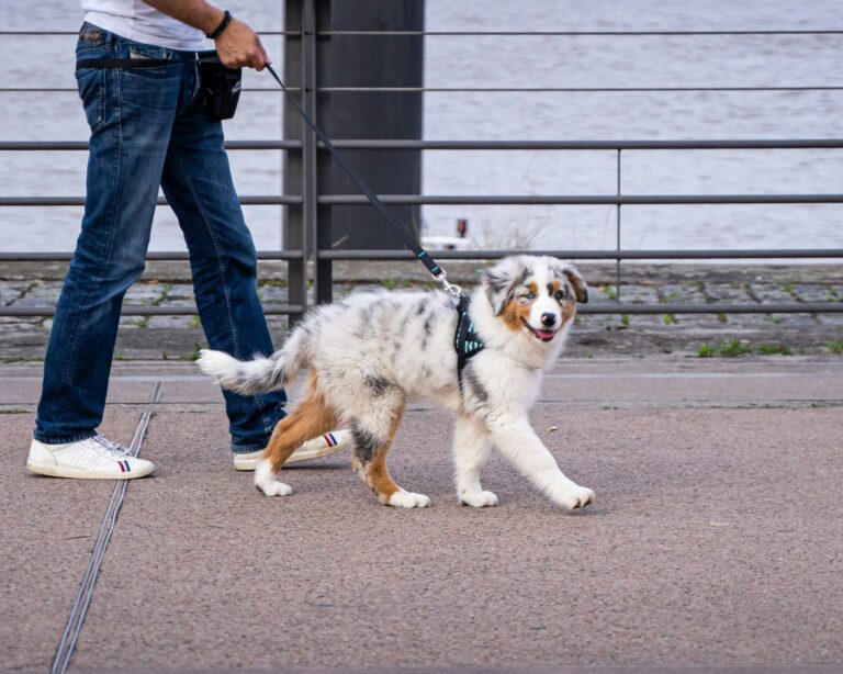 chien en harnais et en laisse