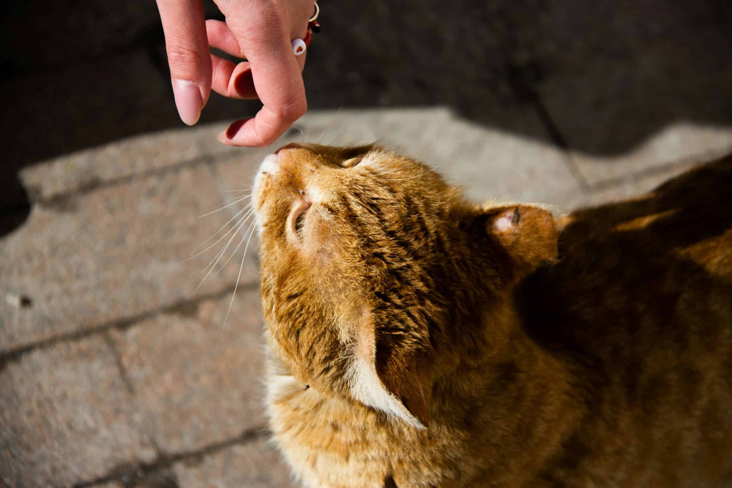 un chat sent une main