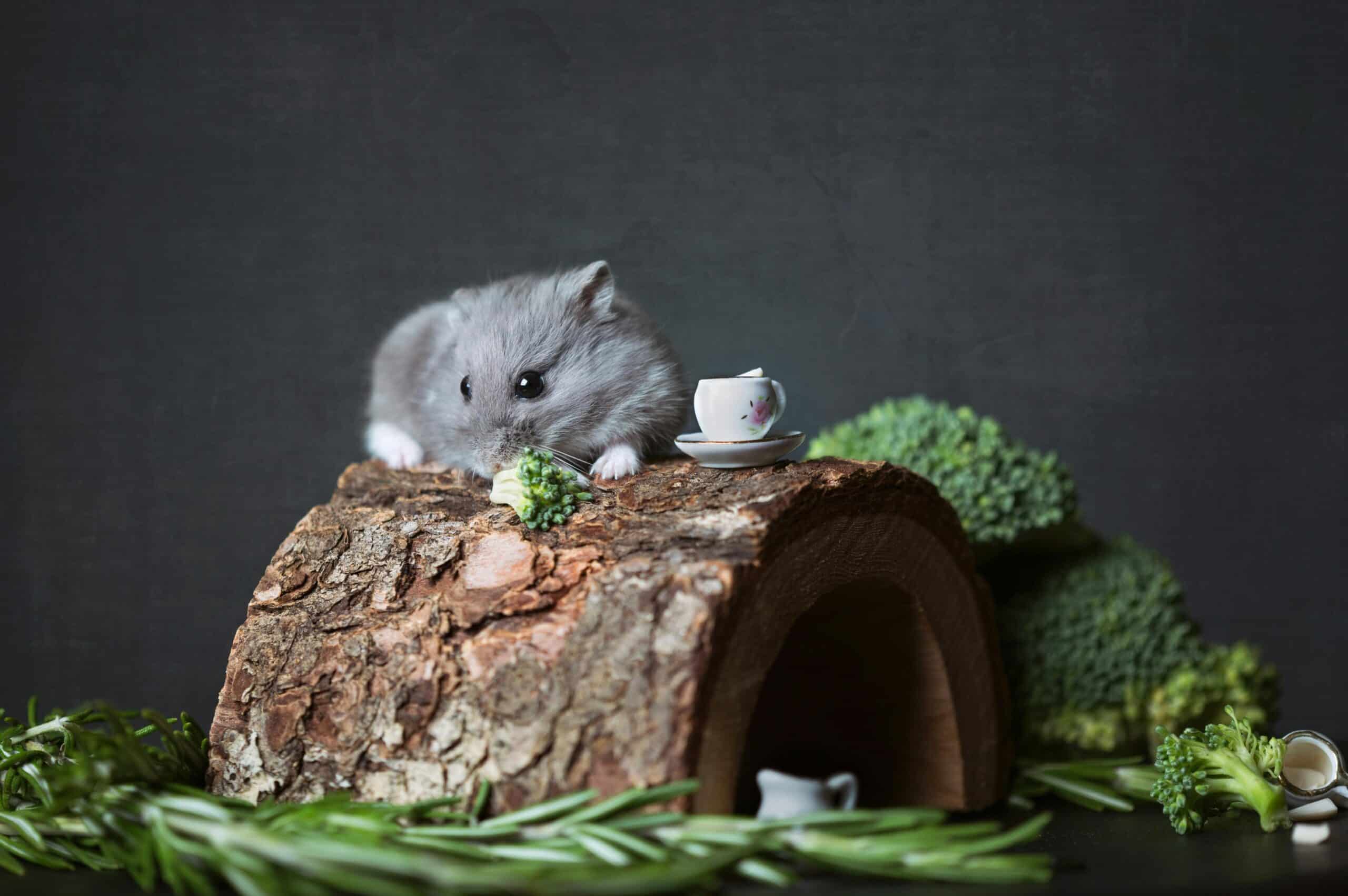 hamster sur un morceau de bois