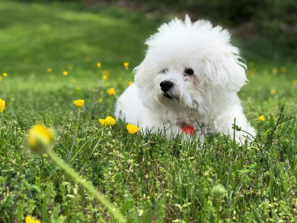 chien bichon dans le gazon